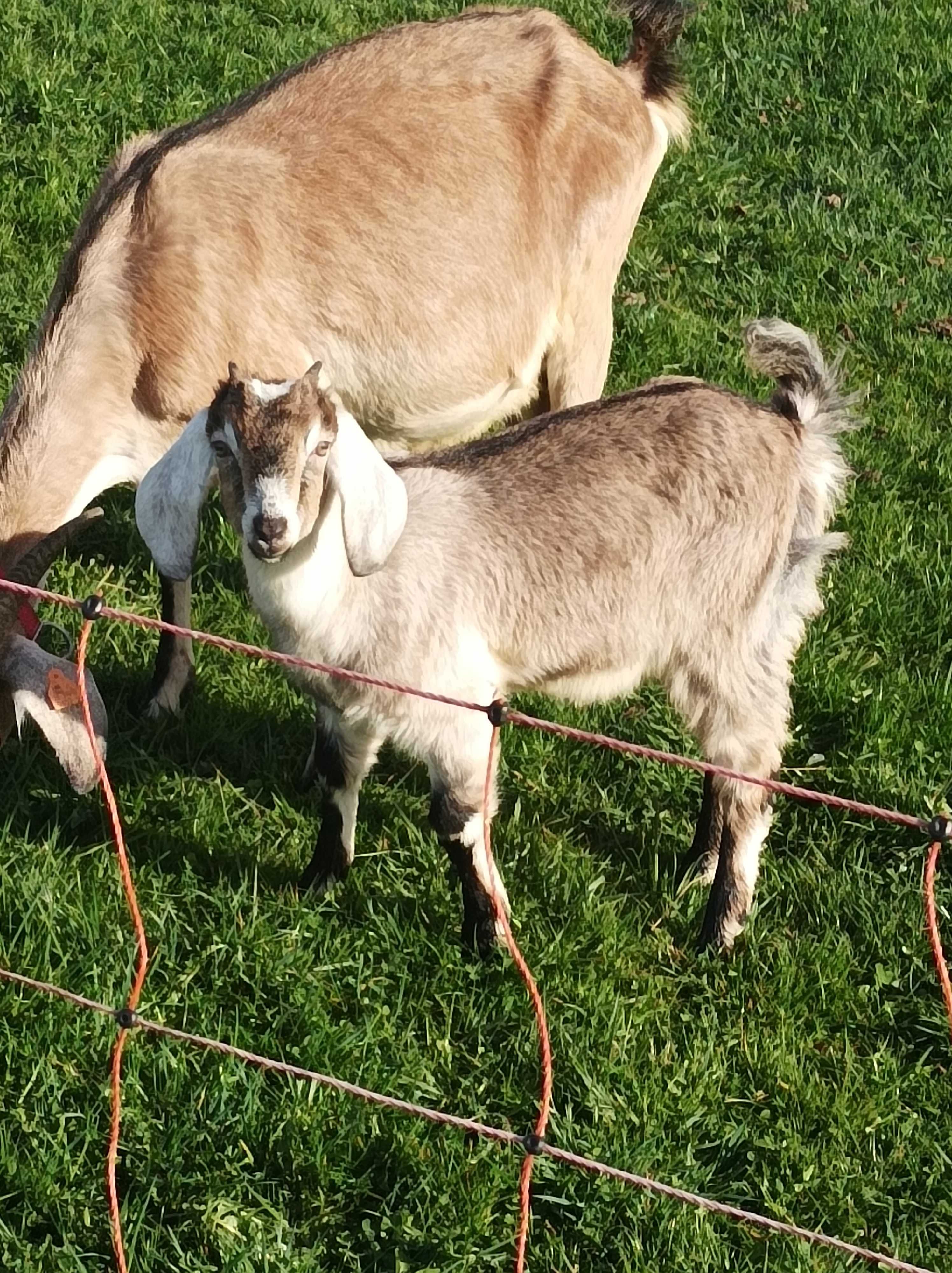 Kózka, Anglonubijska, piękna