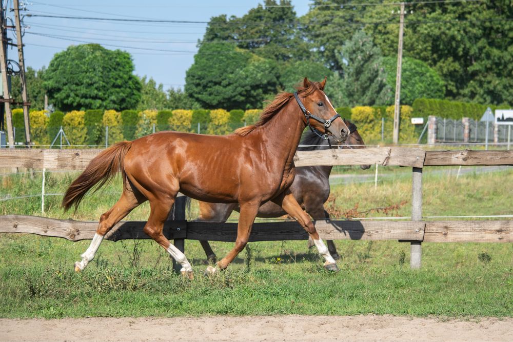 Klacz po Calico(Cassini I x Caprice III)