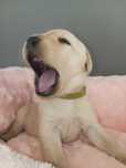Labrador Retriever biszkoptowy, RTG, badania genetyczne, domowe