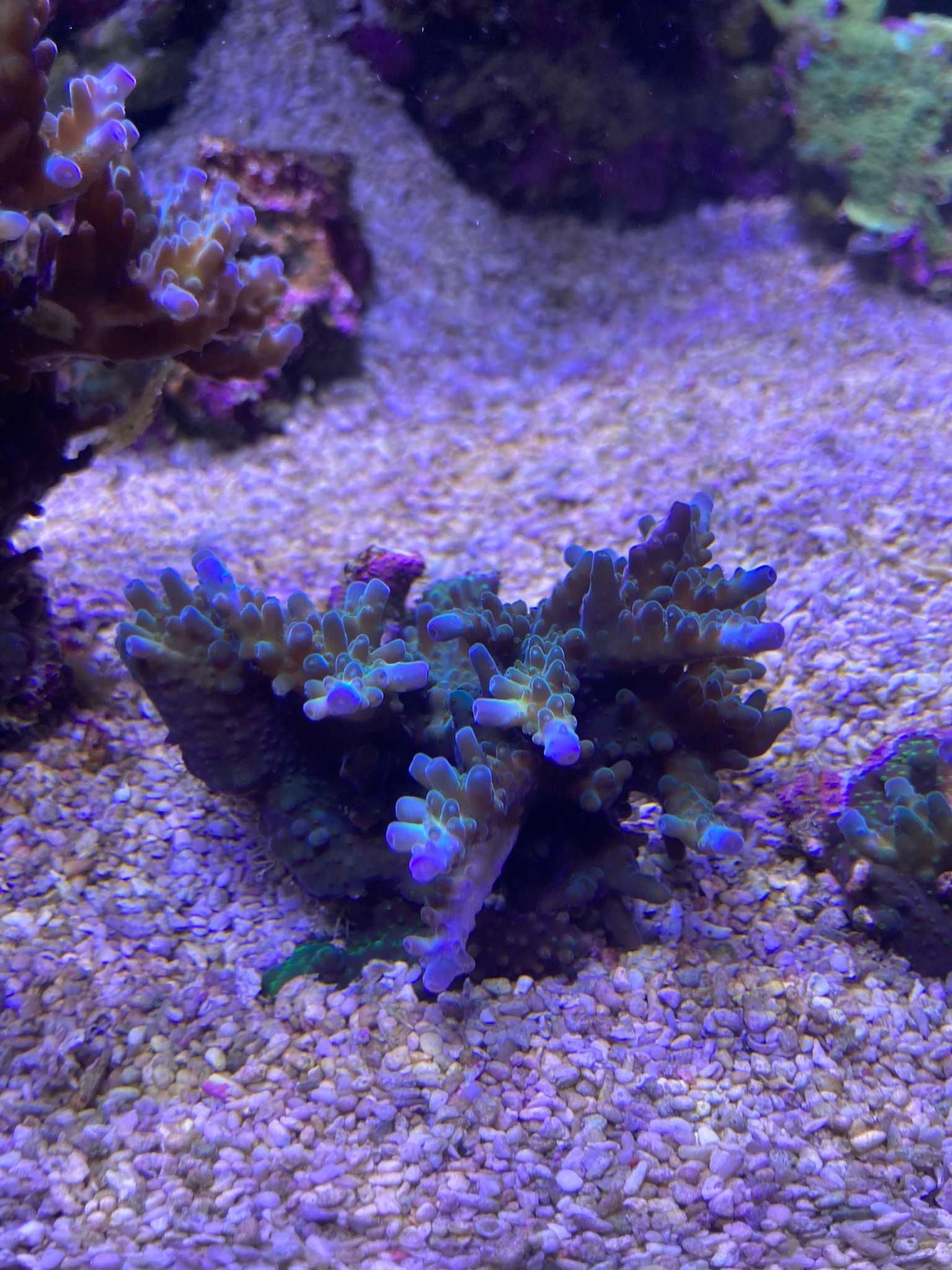 Frags de Acropora