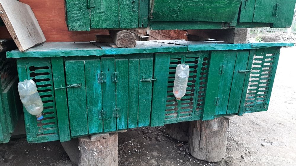 Клітки для кроликів клітка