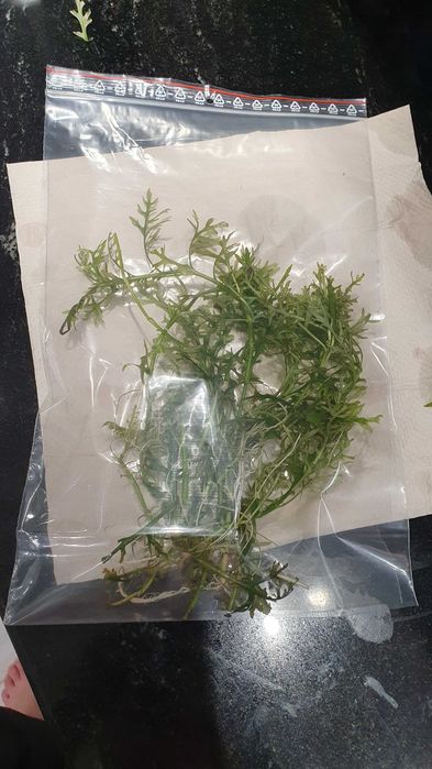 Hygrophila difformis- sprzedam z wycinki DUŻO
