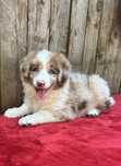 Border collie-suczka choco merle
