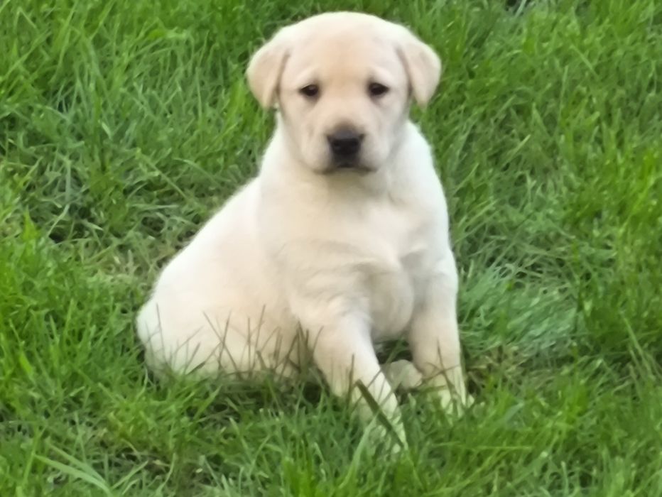 Sprzedam  labradora pieska