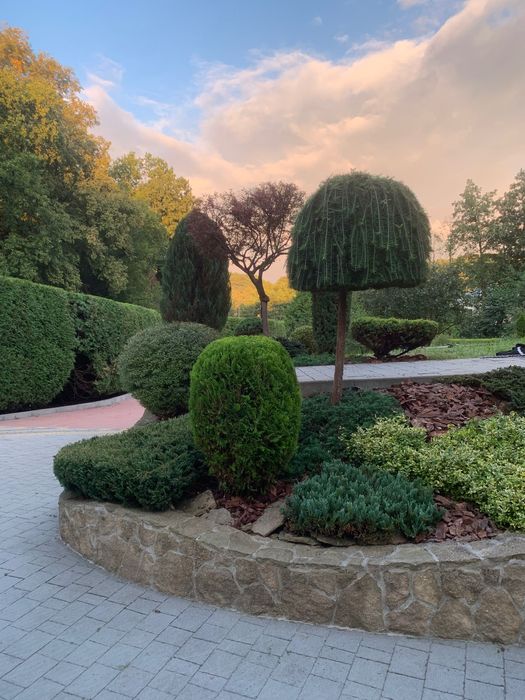 Стрижка туй , стрижка живоплотів, стрижка рослин