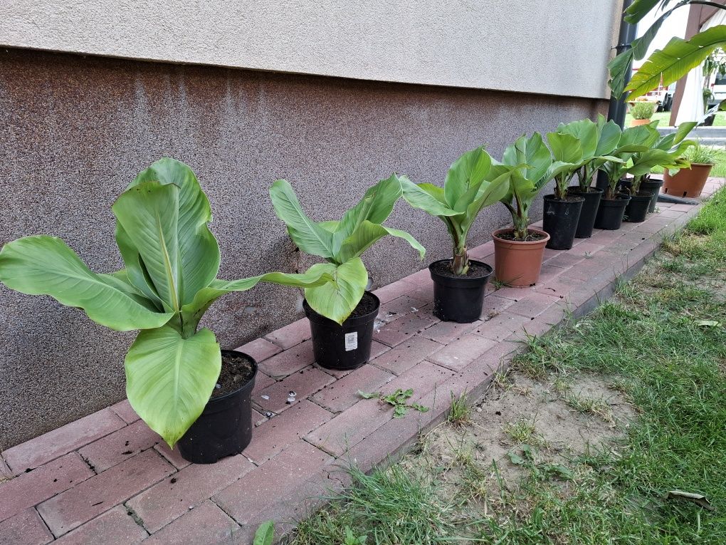 Bananowiec zielony ensete ventricosum green