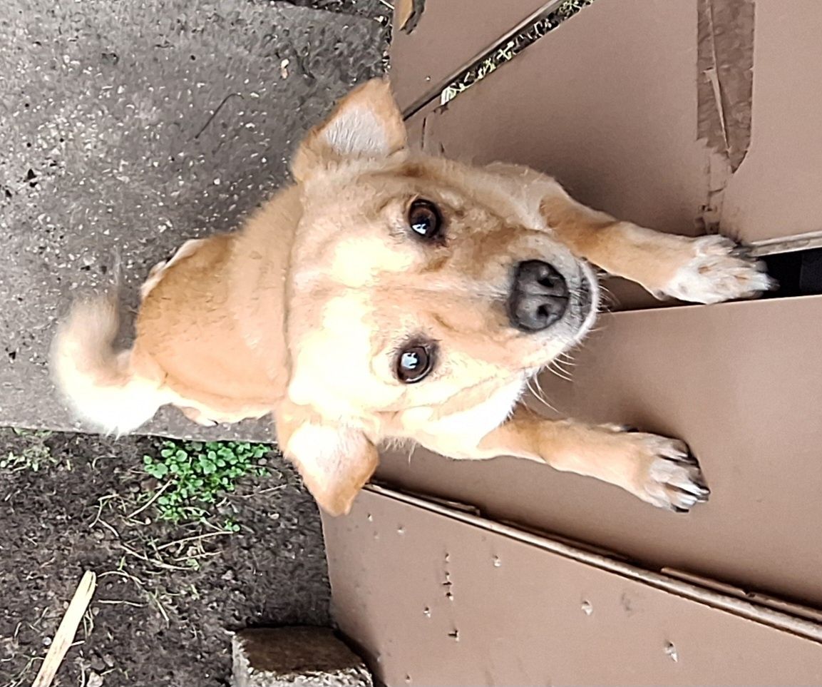 2 pieski do adopcji