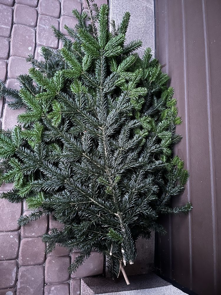 Jodla na wiązanki, wience, stroiki i inne dekoracje