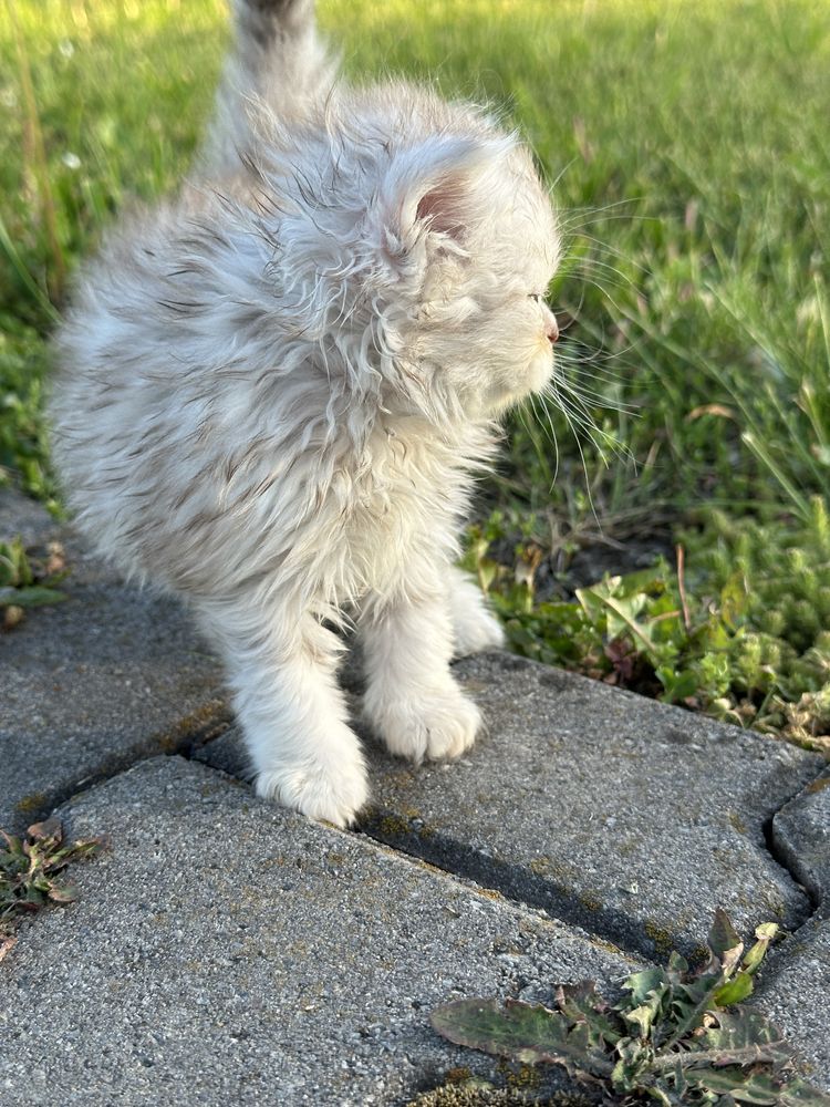 Шотландські висловухі кошенята