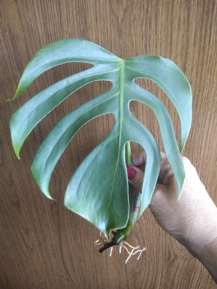 Monstera Sierra na mexican