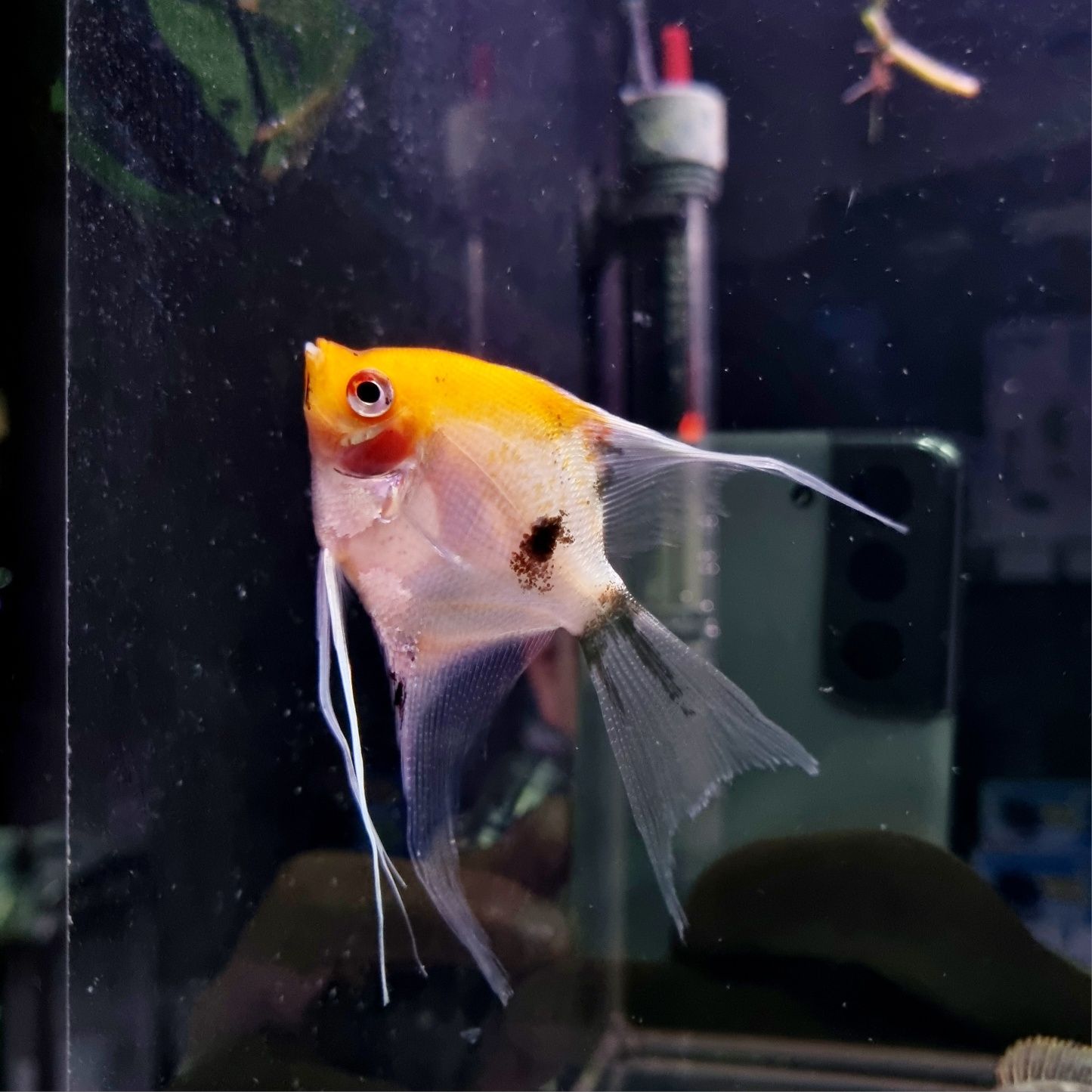 Skalar red devil (koi)