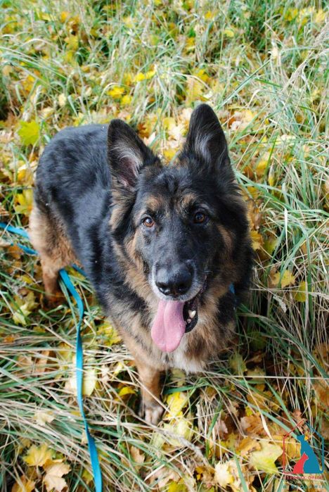 Inteligentny w typie owczarka - niezwykle oddany, piękne umaszczenie