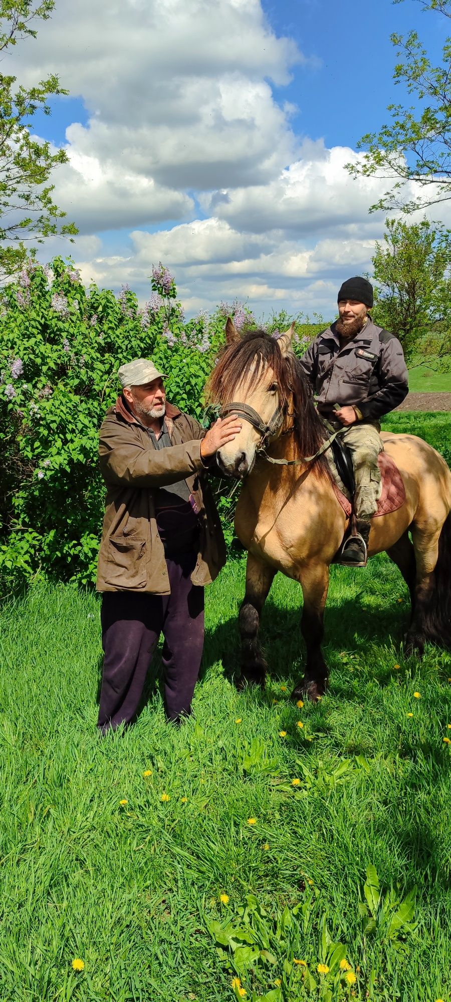 Продам жеребця  ріст 165см