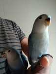 Agapornis domesticado