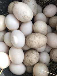 Яйця качок інкубаційні