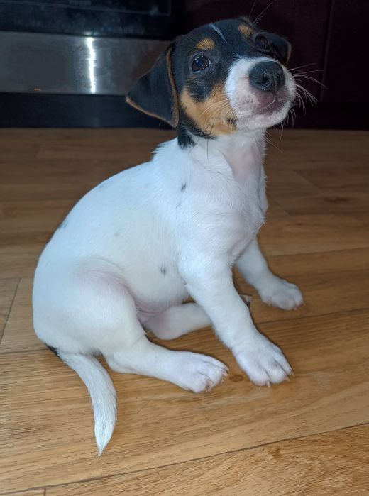 Джек Рассел Терьер