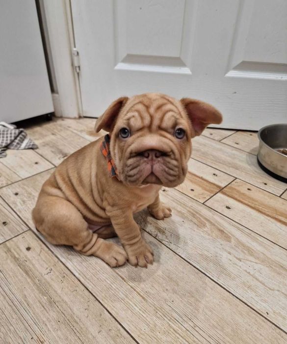 Біг роп! Щенята французского бульдога big rope