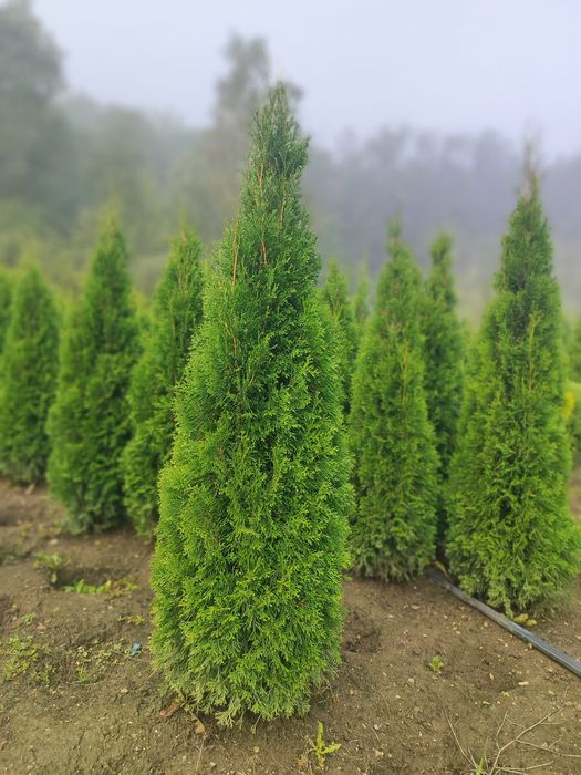 Туя Самшит Ялини Ялівці Декоративні рослиниВеликий асортимент.Доставка