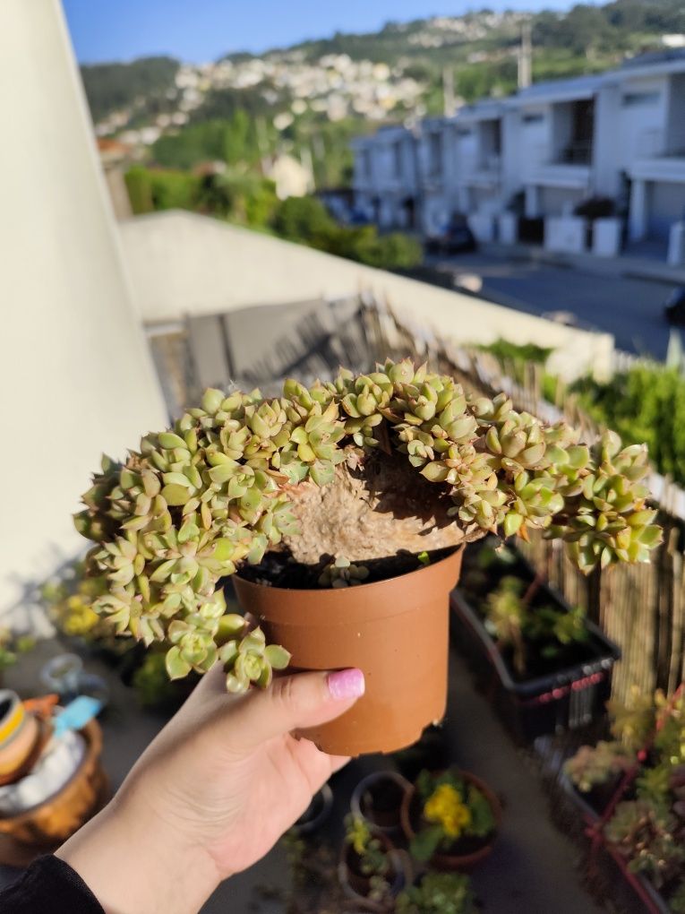 Suculentas cristatas