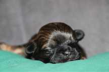 Piękna sunia shih tzu! Gen BLUE!