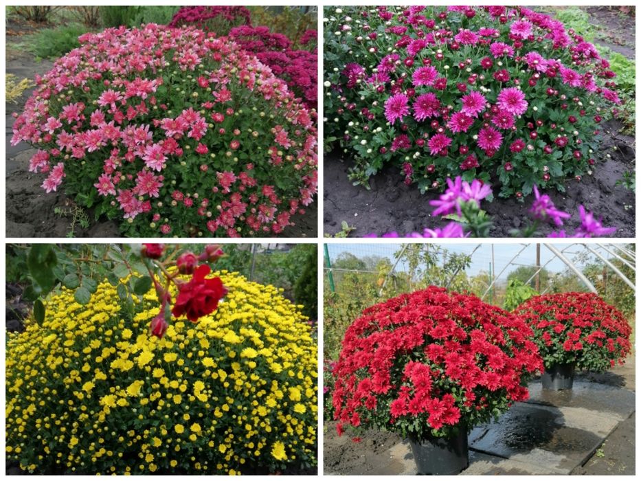 Хризантема мультифлора.