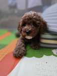 Cavapoo/ chłopczyk