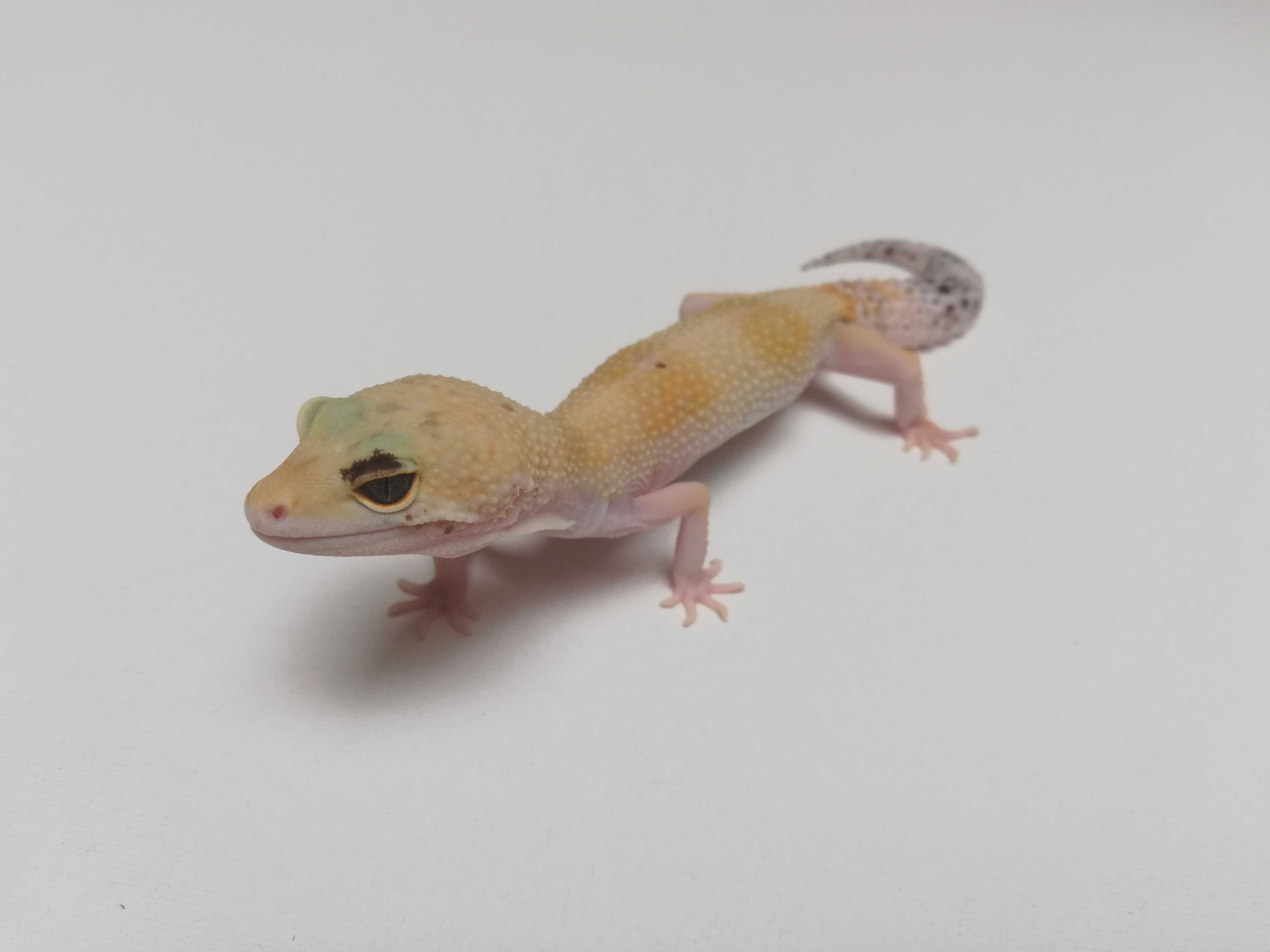 Gekon lamparci Super Hypo poss W&Y het Tremper Albino (Paradox) Samica