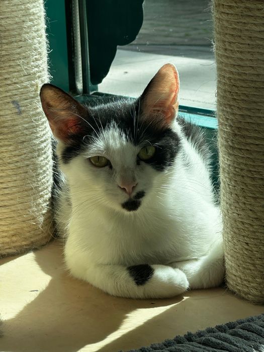 Tyfona - kotka czekająca na adopcję