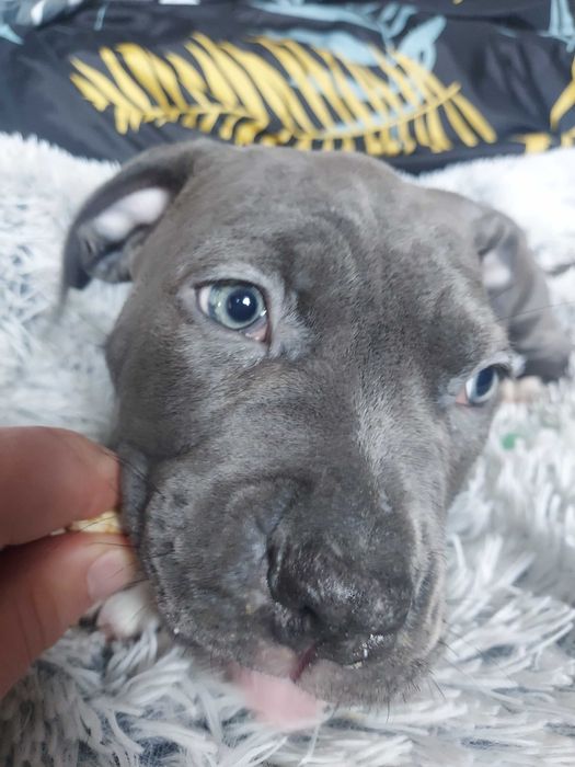 Amstaff blue szczeniak rezerwacja OSTATNI PIESEK OSTATNIA SUCZKA