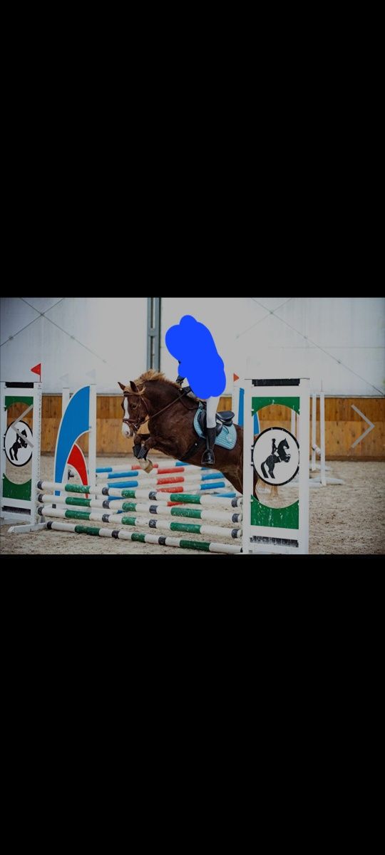 Dzierżawa kuca Welsh Pony sekcja C