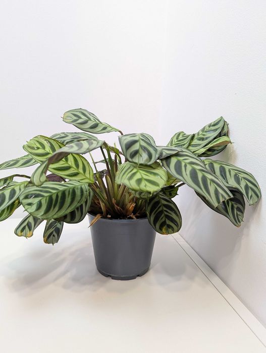 Ctenanthe burle-marxii 'Fishbone'