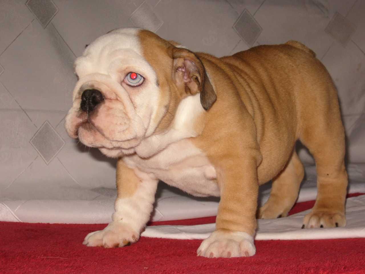 Buldog angielski suczka