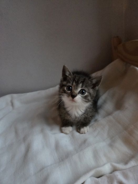 Kocięta do adopcji