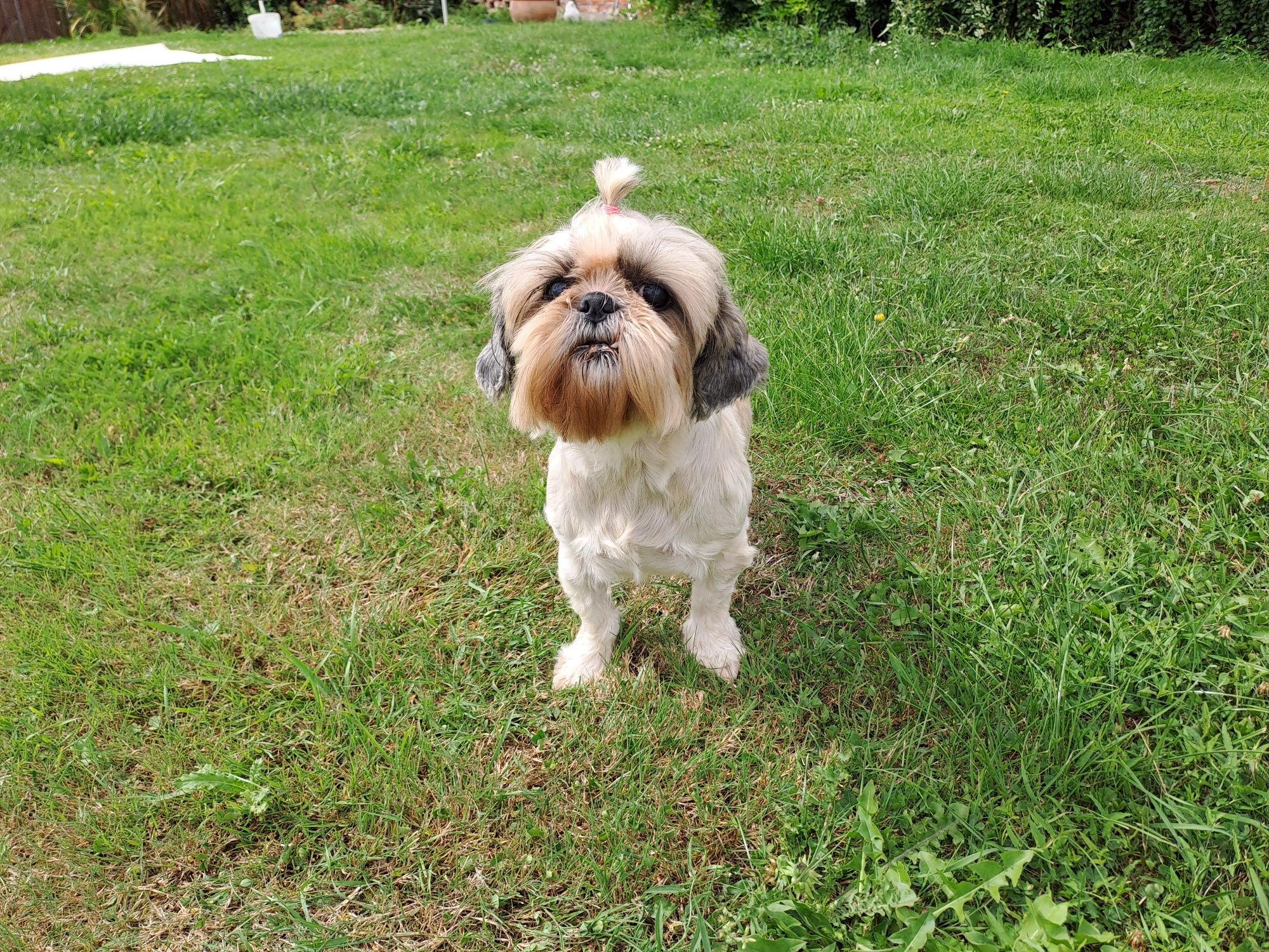 Shih-tzu suczka dorosła