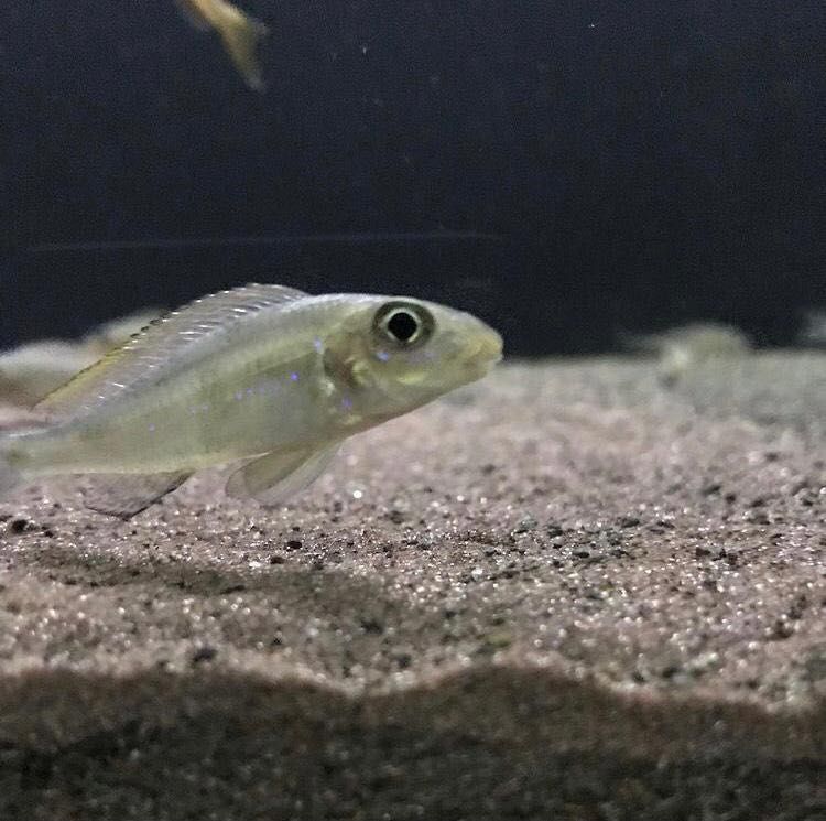 Xenotilapia sp. 'papilio sunflower' Chituta Bay