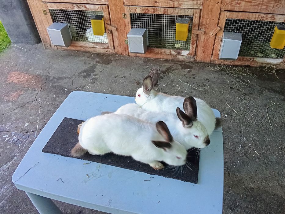 Króliki kalifornijskie