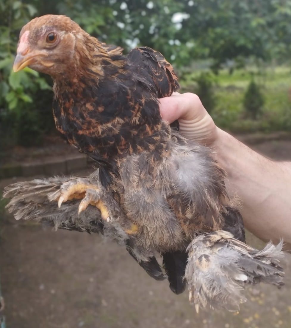 Kura Brahma miniatura , kury, kaczki