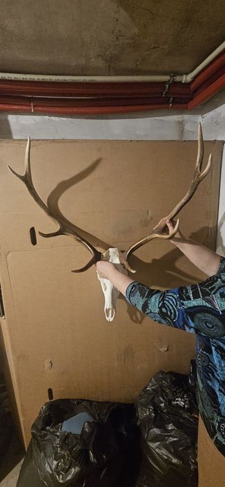 Poroże jelenia byka ósmak