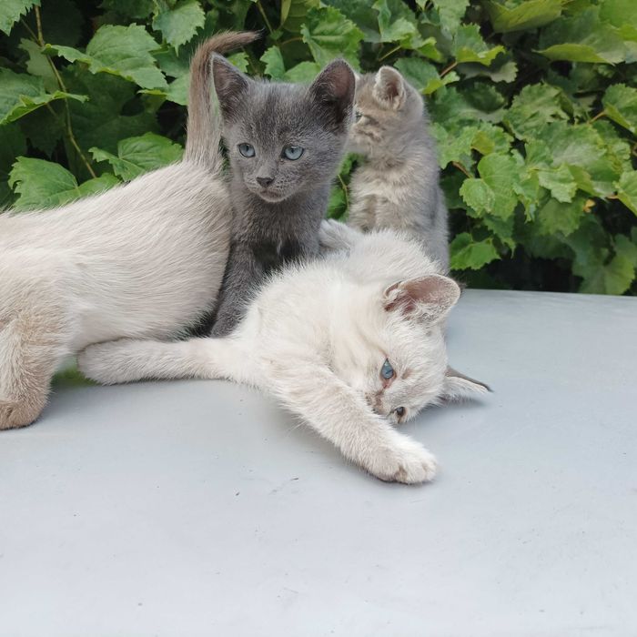 Котят отдам бесплатно