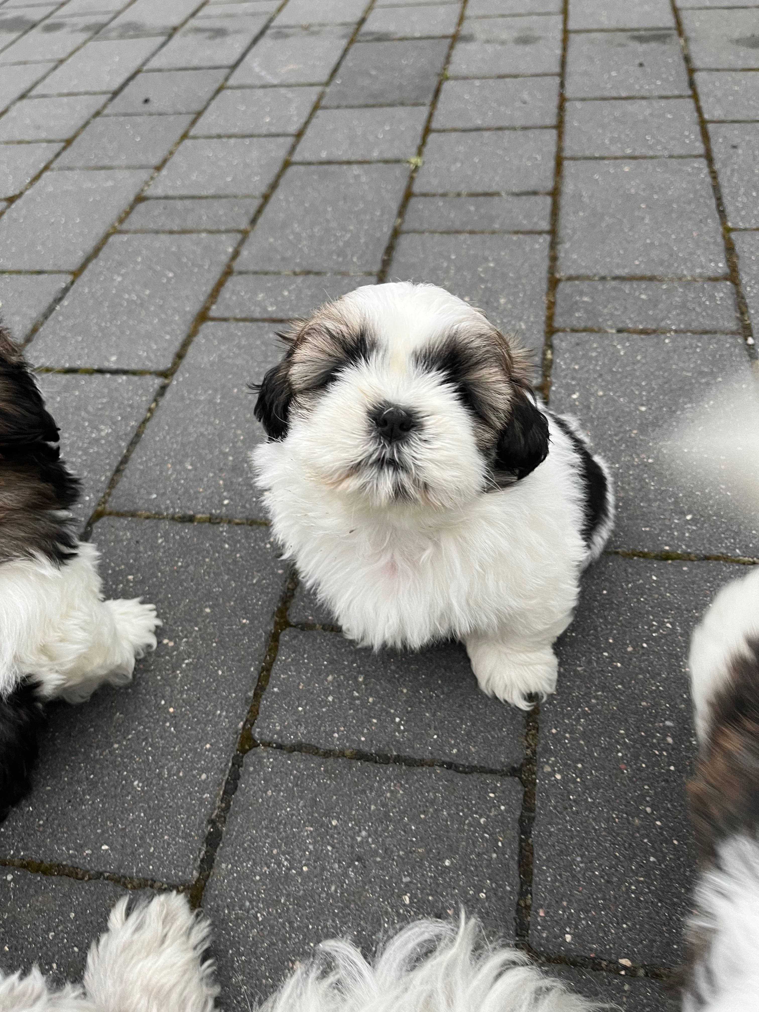 Szczeniaczek rasy shih tzu