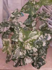 Bluszcz variegata- roślina doniczkowe.