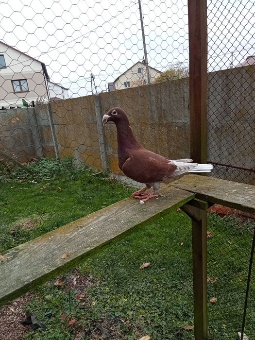 Gołębie Rzeszowski Rzeszowskie