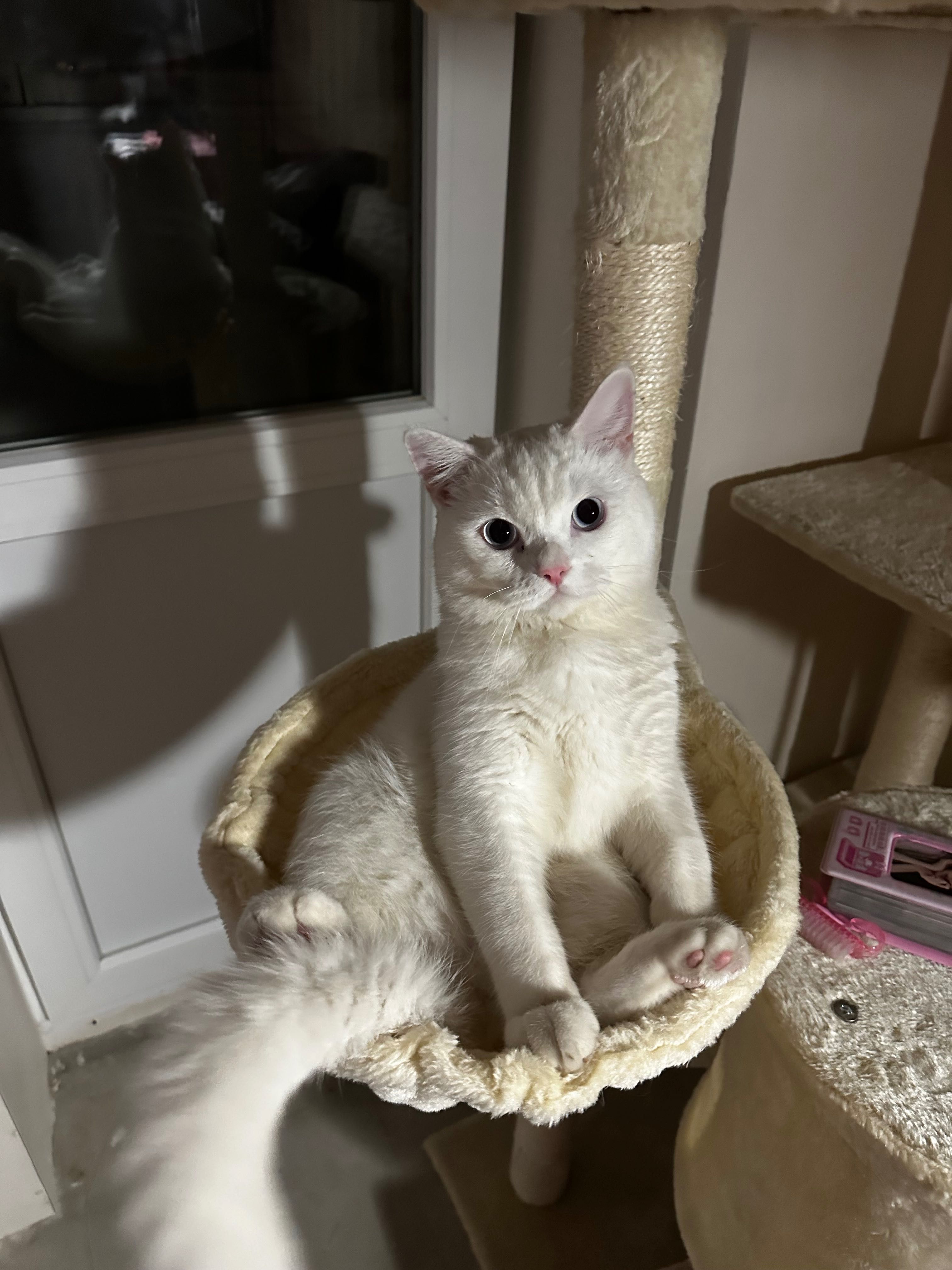 котик белый милый, бесплатно, отдам с переноской