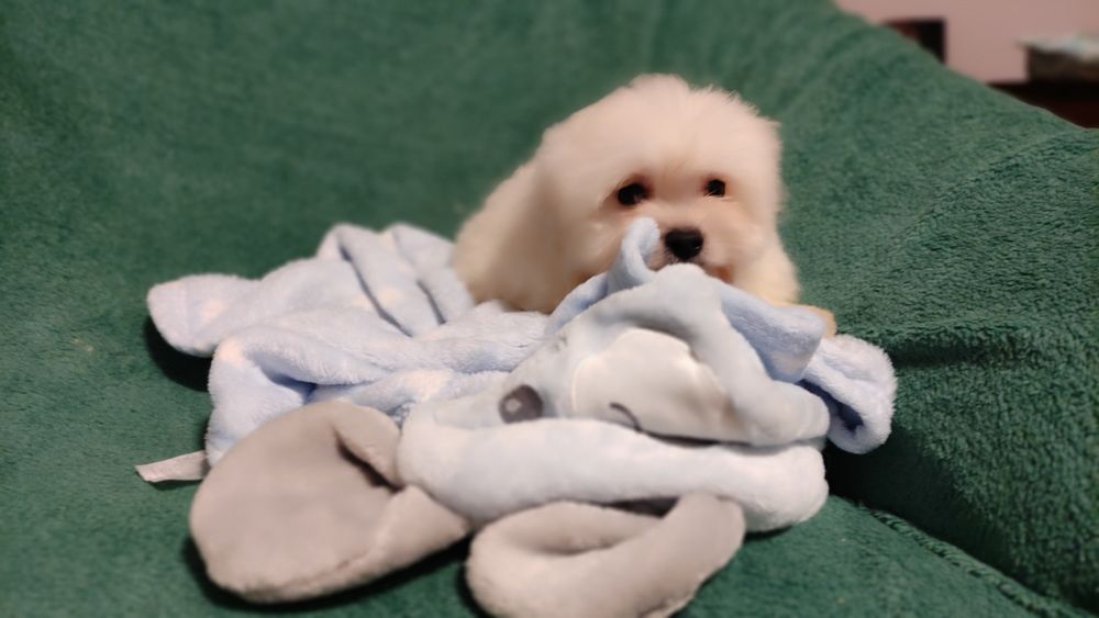 Maltipoo suczka Warszawa pudel maltańczyk