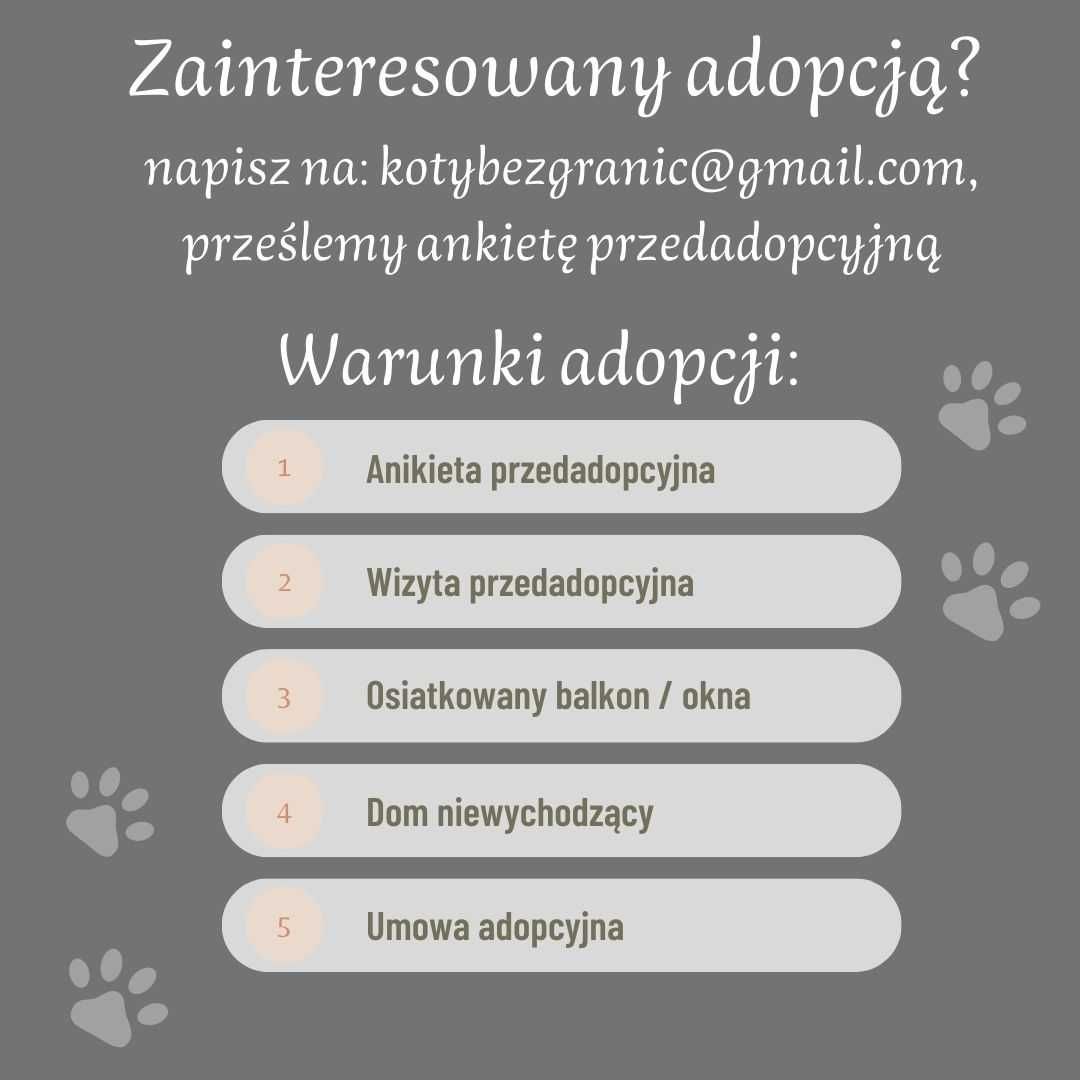 Adelaide dojrzała kotka w wieku 5 lat, w typie rasy pilnie szuka domu