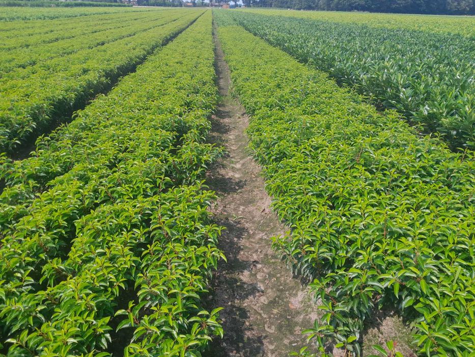 Novita! Laurowiśnia wschodnia! 150,180+ cm! Elly! Caucasica! Sadzimy!