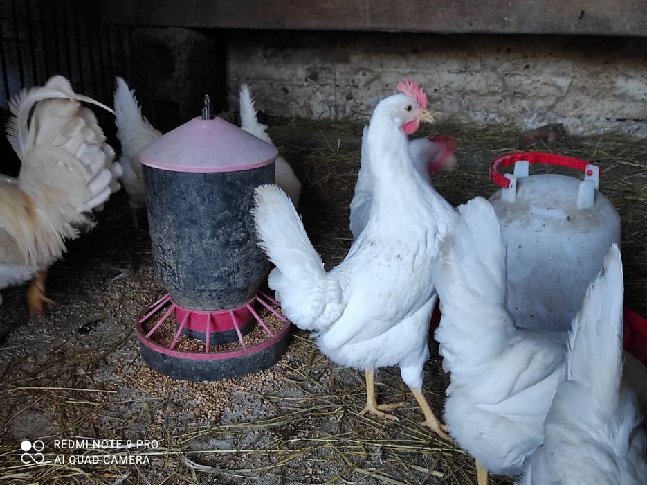 Jaja jajka lęgowe leghorn