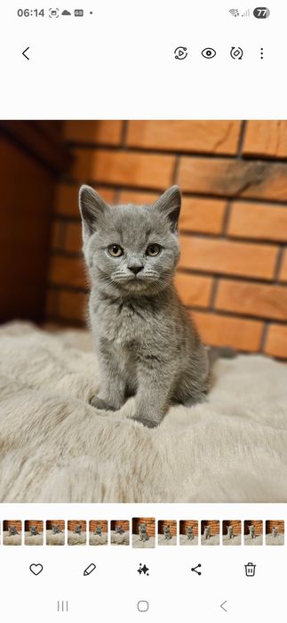 Kot brytyjski krótkowłosy