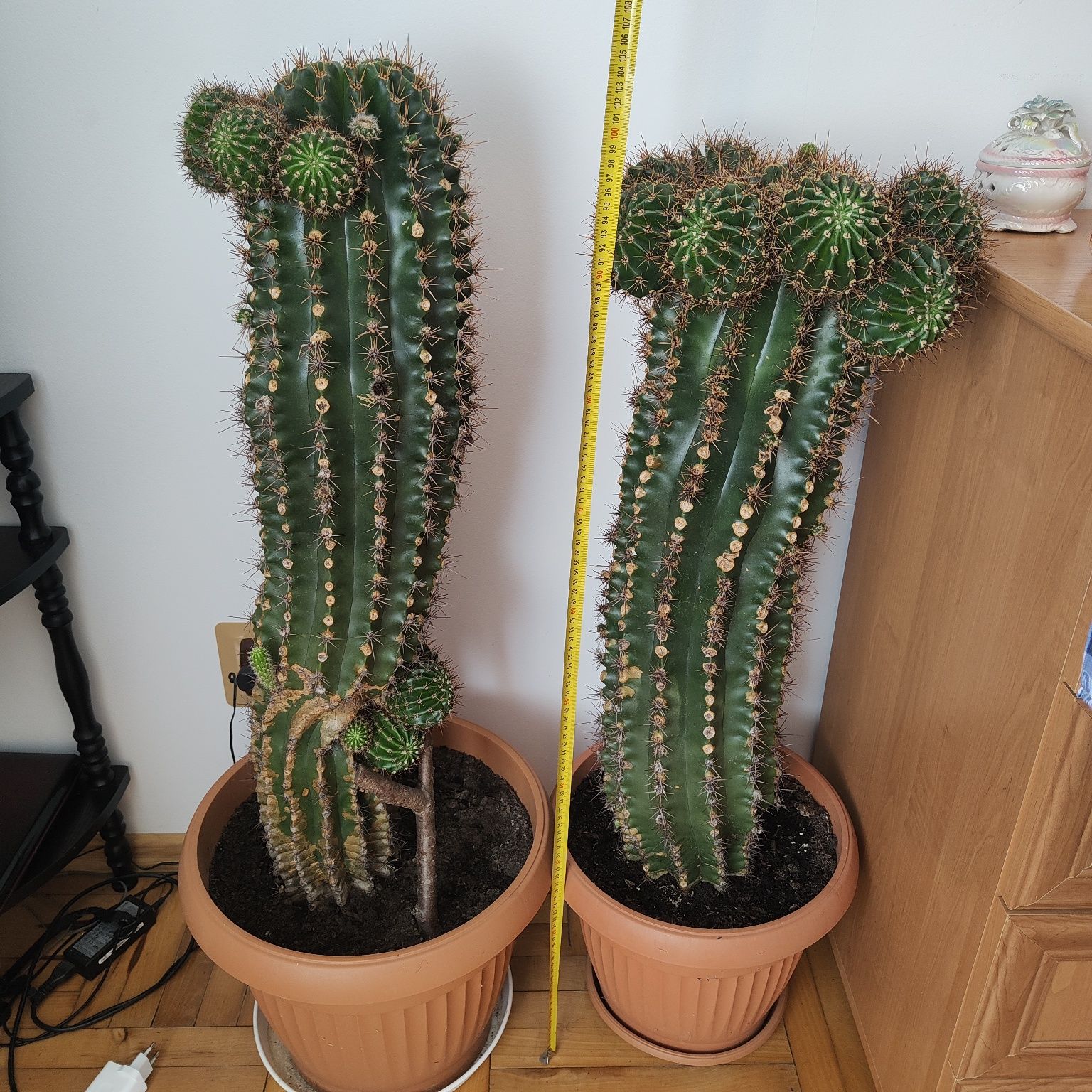 Kaktusy kwitnące 15 letnie