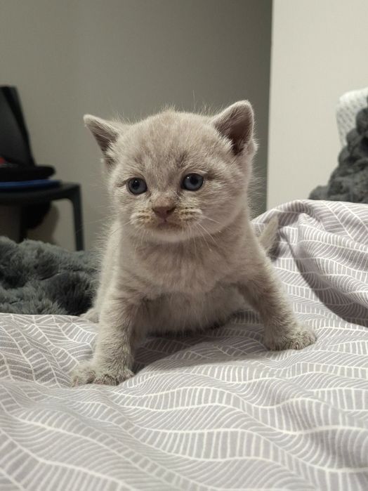 Котята, кошенята, шотландці, висловухі, прямовухі